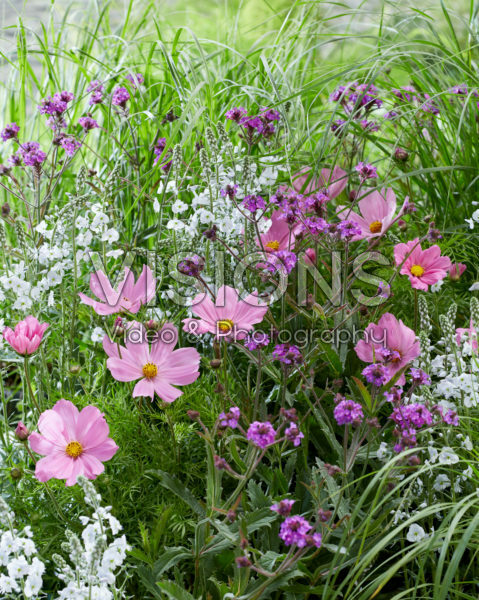 Cosmos bipinnatus, Veronica gentianoides, Verbena rigida Cosmos bipinnatus, Veronica gentianoides, Verbena rigida