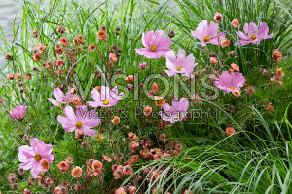 Vaste planten combinatie Vaste planten combinatie