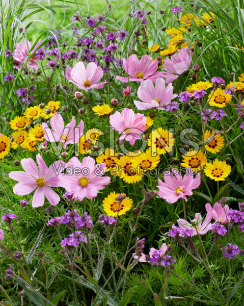 Perennial mix