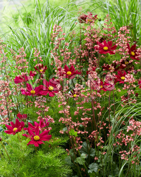 Cosmos bipinnatus, Heuchera Paris®, Pennisetum alopecuroides Hameln