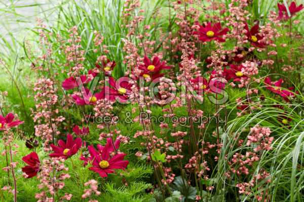 Cosmos bipinnatus, Heuchera Paris®, Pennisetum alopecuroides Hameln