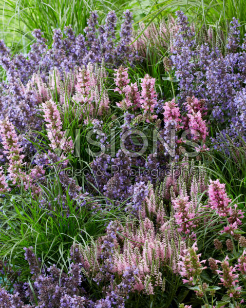 Vaste planten combinatie Vaste planten combinatie