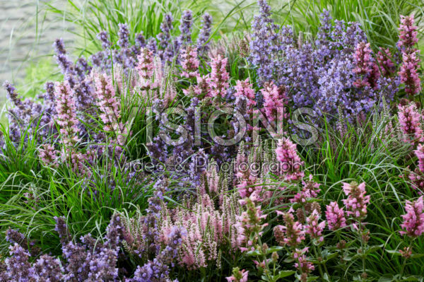 Perennial combination Perennial combination