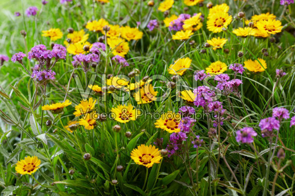 Mixed perennials Mixed perennials