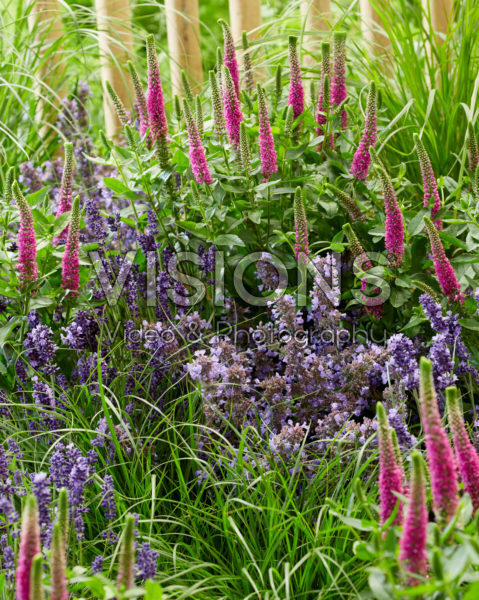 Vaste planten combinatie Vaste planten combinatie