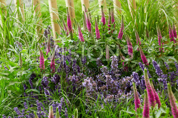 Perennial combination Perennial combination