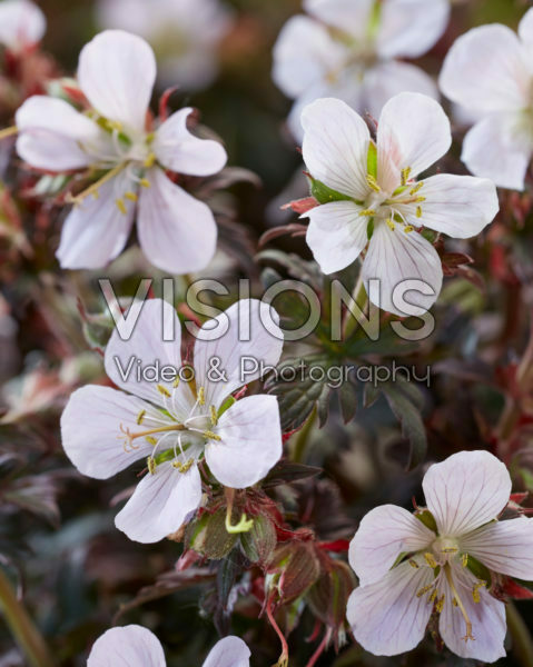 Geranium pratense Black 'n' White Army Geranium pratense Black 'n' White Army