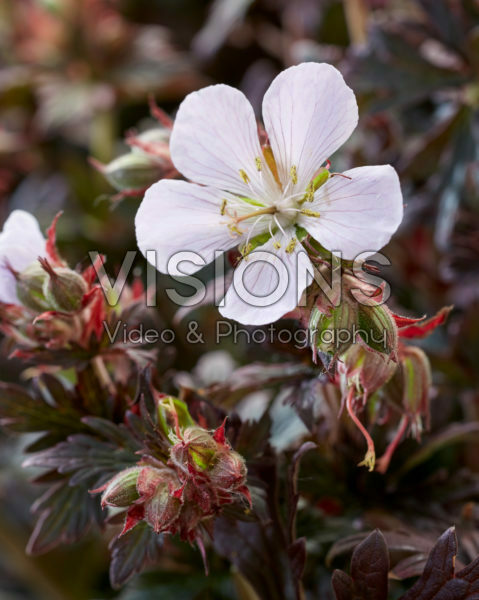 Geranium pratense Black 'n' White Army Geranium pratense Black 'n' White Army