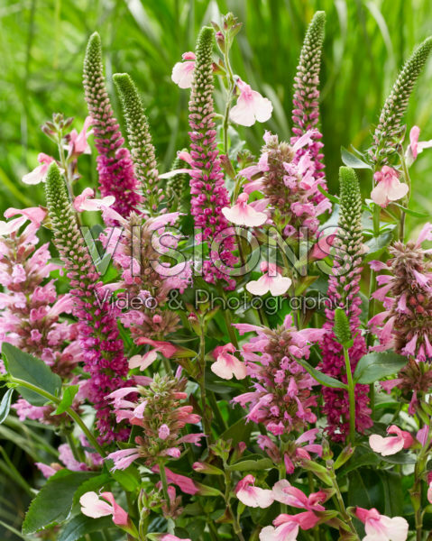Roze vaste planten mix