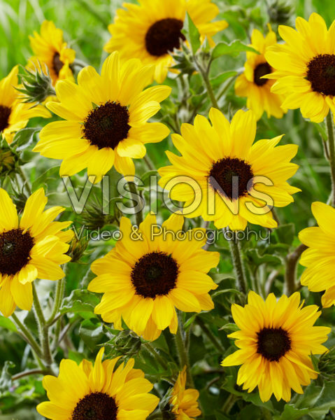 Helianthus annuus Sunblast Helianthus annuus Sunblast