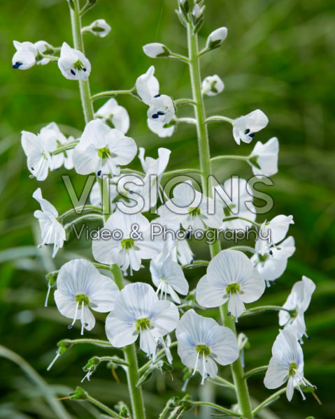 Veronica gentianoides Veronica gentianoides