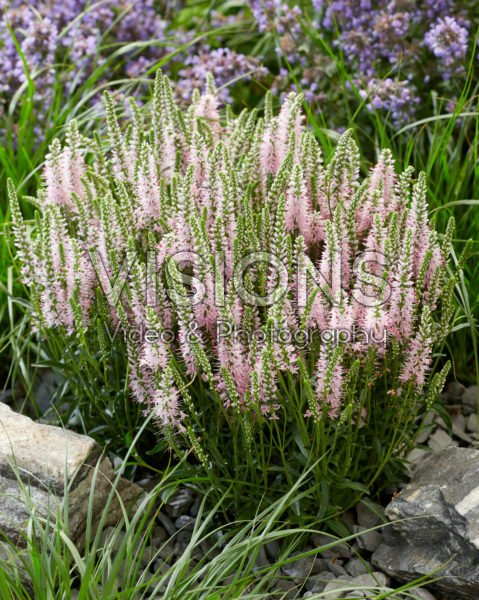 Veronica spicata Veronica spicata