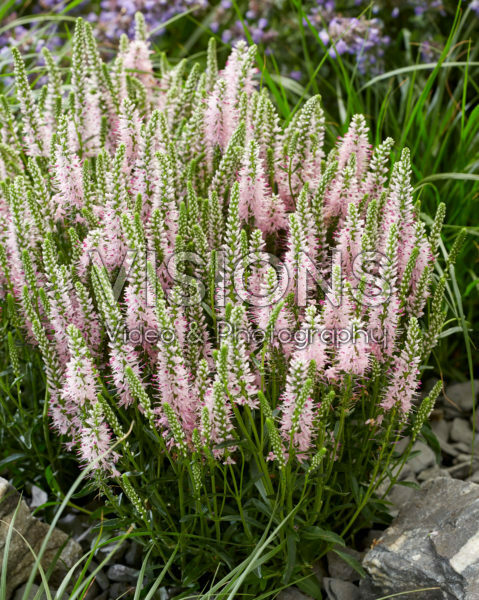 Veronica spicata Veronica spicata