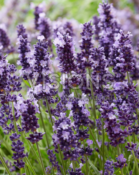 Lavandula angustifolia Hidcote