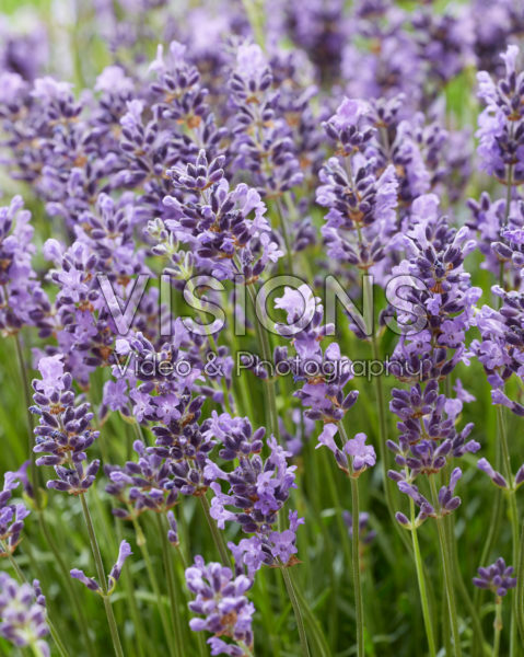 Lavandula angustifolia Hidcote Lavandula angustifolia Hidcote