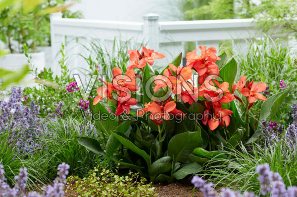 Canna CannaSol® Happy Isabel Canna CannaSol® Happy Isabel