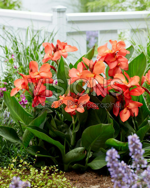 Canna CannaSol® Happy Isabel