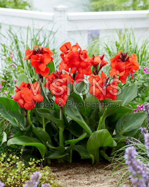 Canna CannaSol® Happy Carmen