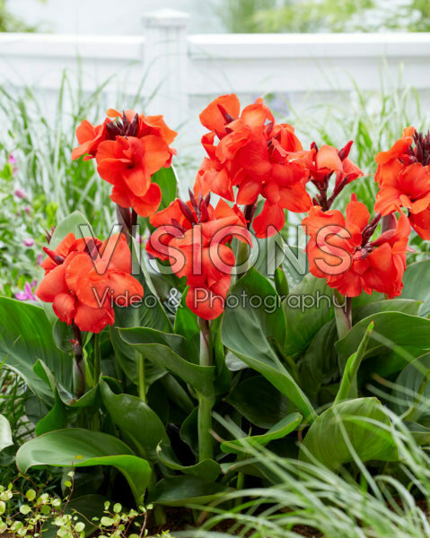 Canna CannaSol® Happy Carmen