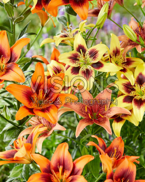 Lilium Pieton, Twosome, Whistler