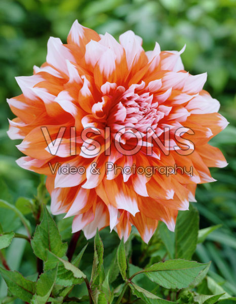 Dahlia Holland Festival Dahlia Holland Festival