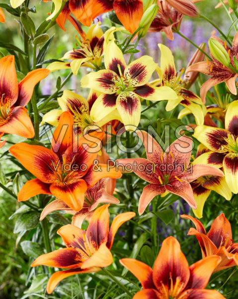 Lilium Pieton, Twosome, Whistler Lilium Pieton, Twosome, Whistler