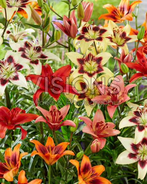 Lilium mix Lilium mix