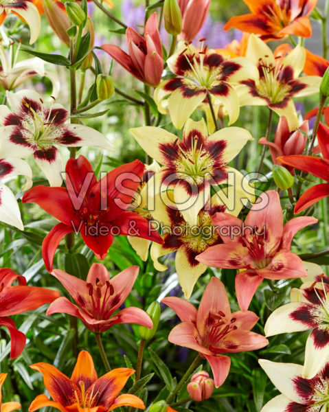 Lilium asiatic mix Lilium asiatic mix
