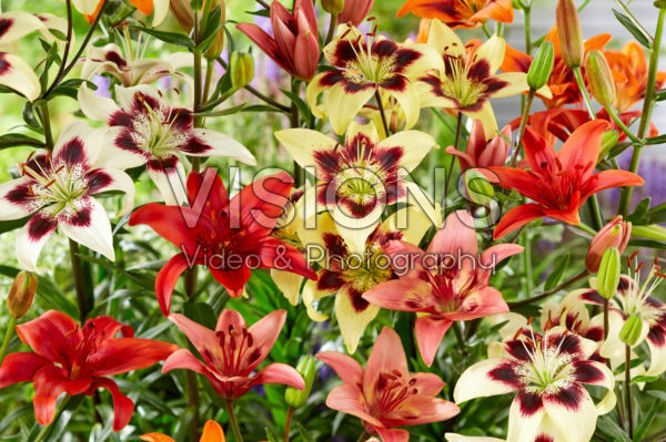 Lilium asiatic mix Lilium asiatic mix