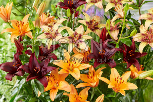 Lilium Tribal Dance, Forever Marjolein, Mapira Lilium Tribal Dance, Forever Marjolein, Mapira
