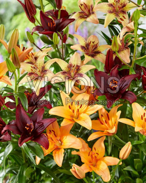 Lilium Tribal Dance, Forever Marjolein, Mapira