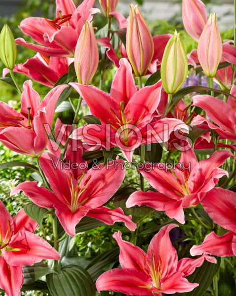 Lilium Lake Carey