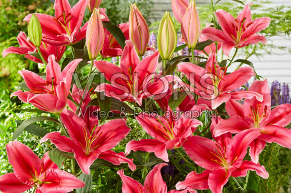 Lilium Lake Carey Lilium Lake Carey