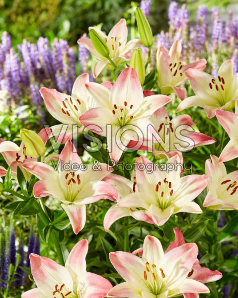 Lilium Lollypop Lilium Lollypop