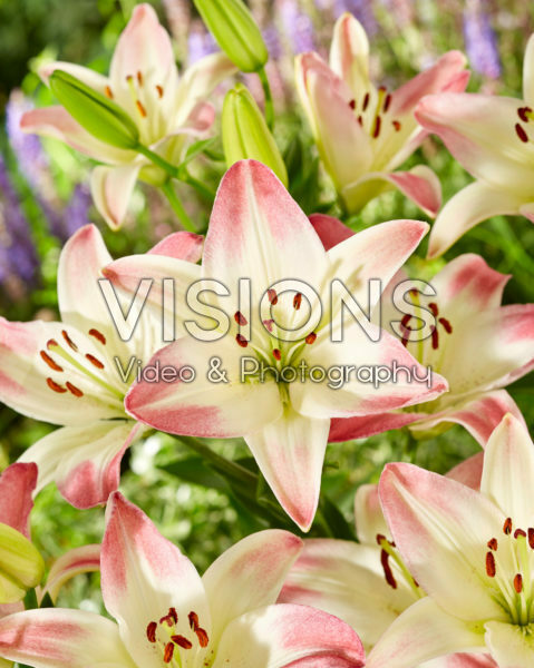 Lilium Lollypop Lilium Lollypop