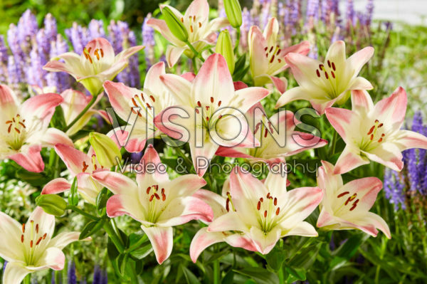 Lilium Lollypop Lilium Lollypop