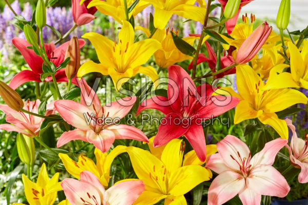 Lilium Levi, Yellow County, Pink County Lilium Levi, Yellow County, Pink County
