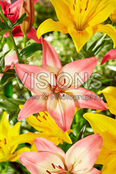 Lilium Levi Lilium Levi