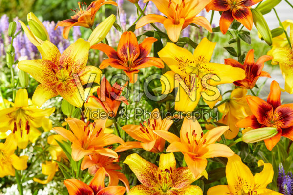 Lilium mix