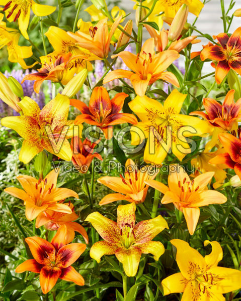 Lilium mix