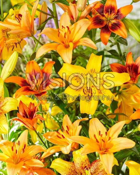 Lilium mix Lilium mix