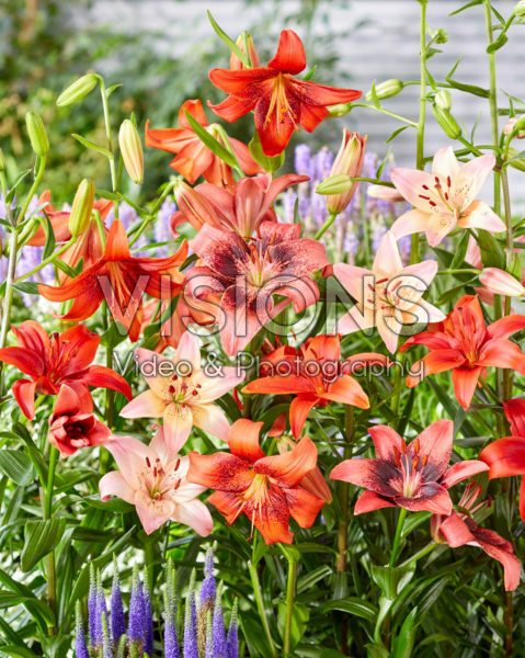 Lilium asiatic mix