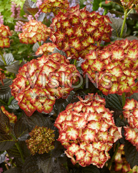 Hydrangea macrophylla Light my Fire Hydrangea macrophylla Light my Fire