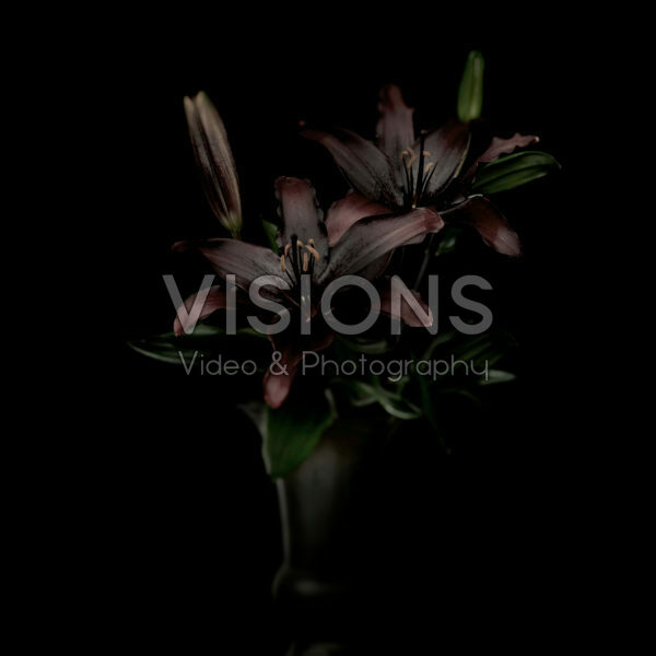 Lilium in black Lilium in black