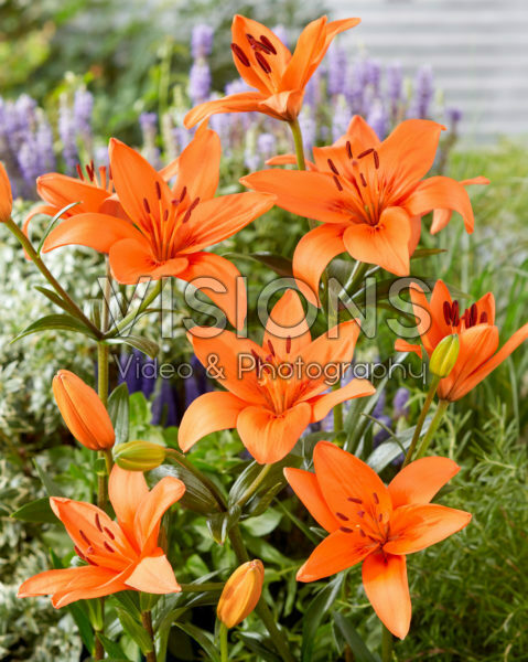 Lilium Orange Summer Lilium Orange Summer