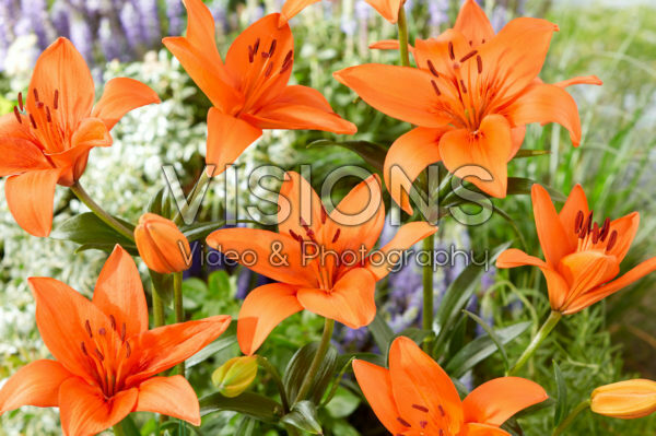 Lilium Orange Summer Lilium Orange Summer