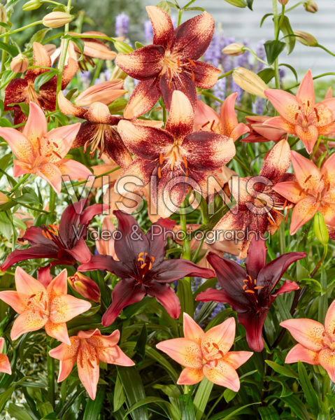 Lilium mix Lilium mix