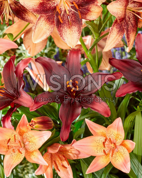 Lilium asiatic mix Lilium asiatic mix