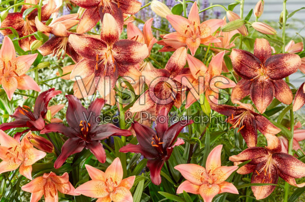 Lilium mix Lilium mix