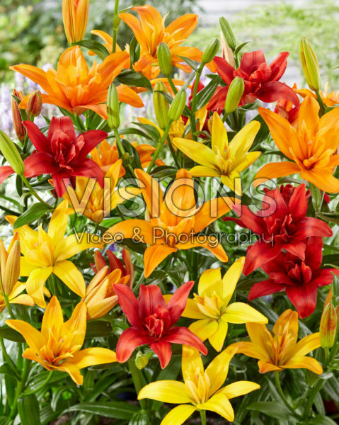 Lilium asiatic mix